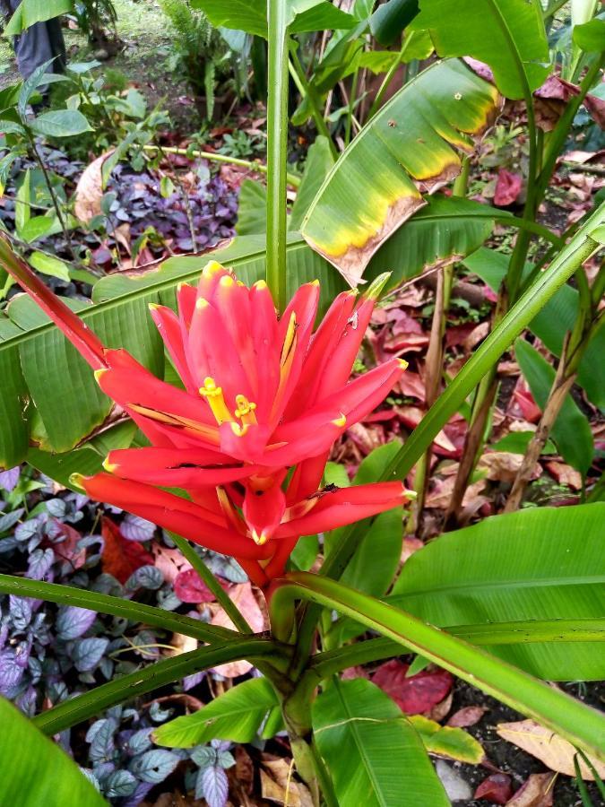 Hotel La Diosa Cahuita Zewnętrze zdjęcie