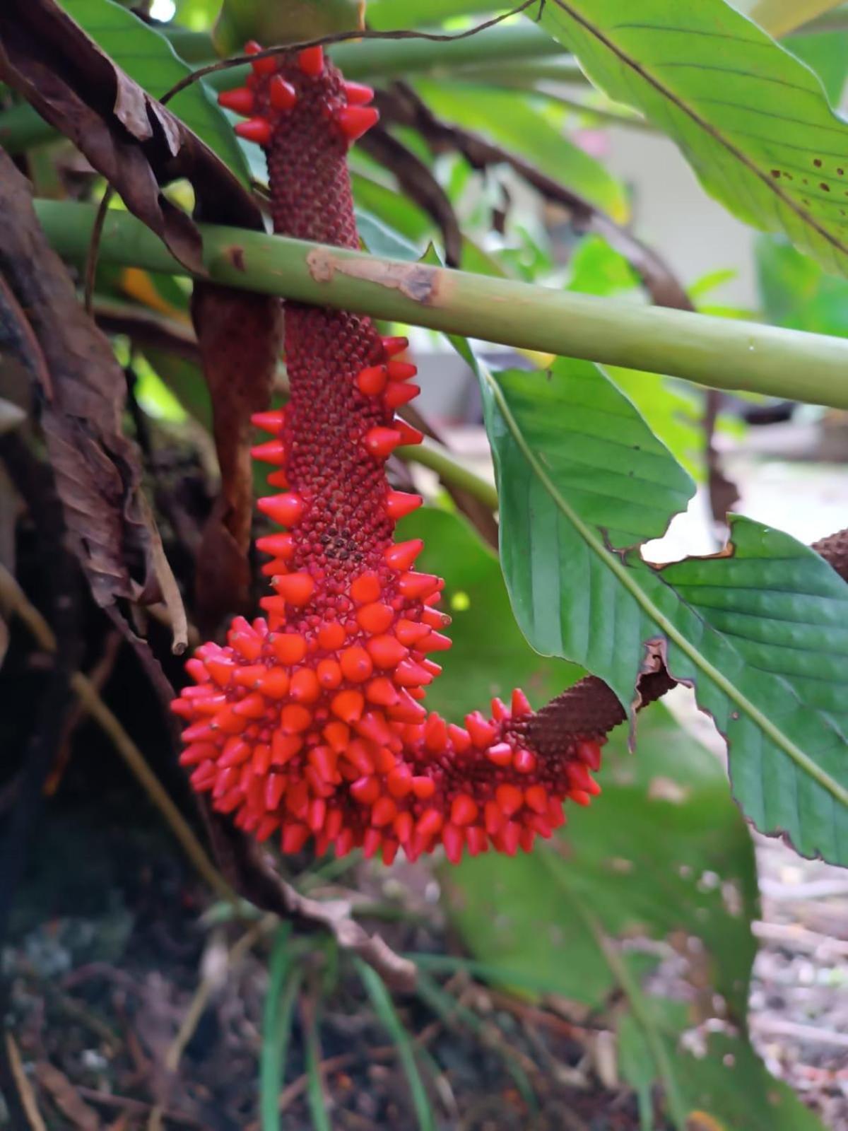 Hotel La Diosa Cahuita Zewnętrze zdjęcie