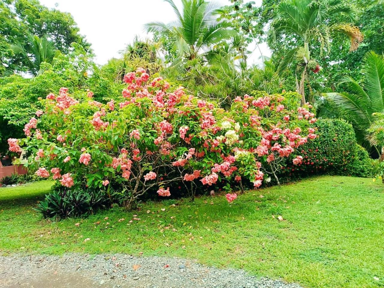 Hotel La Diosa Cahuita Zewnętrze zdjęcie