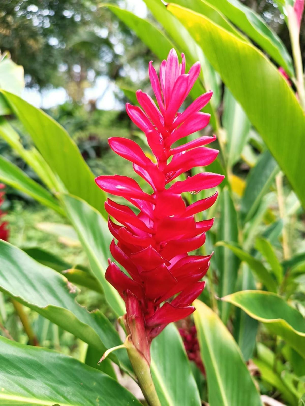 Hotel La Diosa Cahuita Zewnętrze zdjęcie