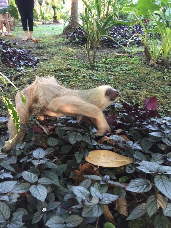 Hotel La Diosa Cahuita Zewnętrze zdjęcie